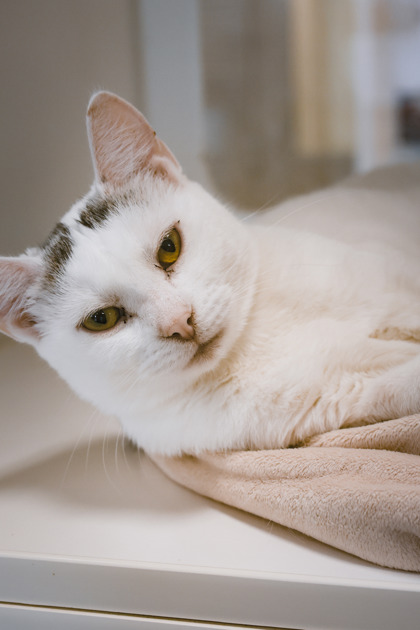 photo of Princess