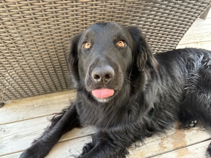 photo of Comet