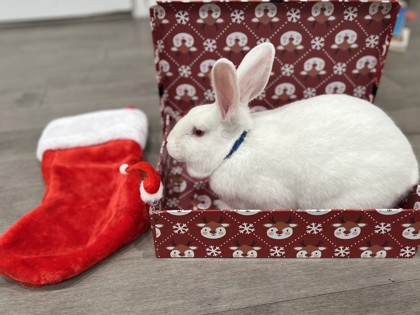 photo of Cotton Candy