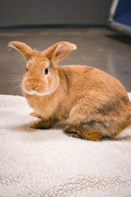 photo of Juniper Rabbit