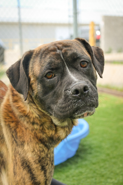 photo of Apollo
