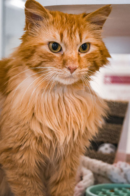 photo of Cyrano de Bergerac