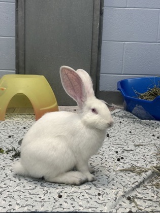 photo of Wiggles
