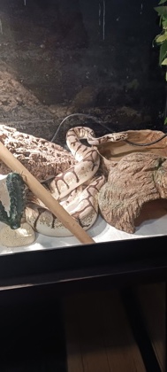 photo of Sybill