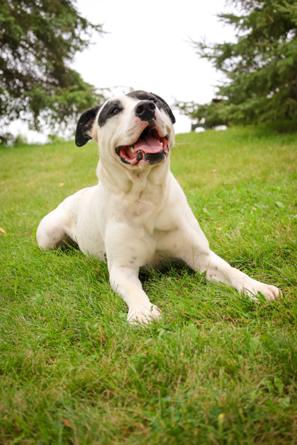 photo of Rosco