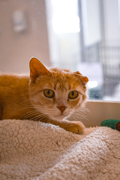 photo of Clover