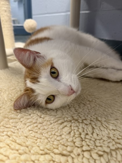 photo of Ginger