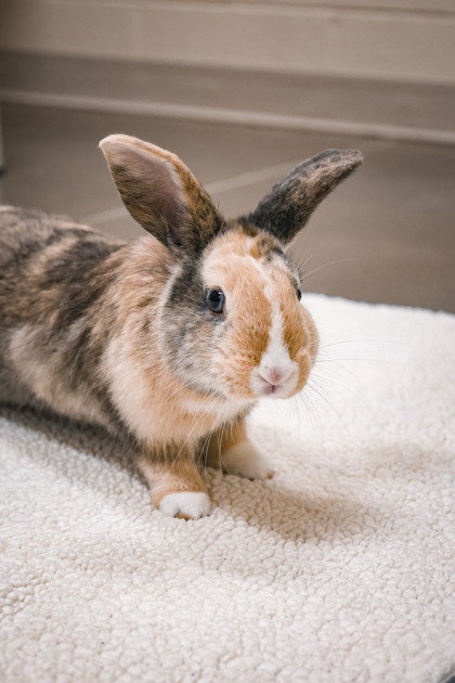 photo of Bashful Bunny(bonded w Patchwork)