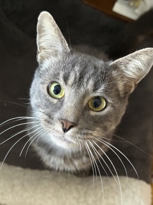photo of Dexter
