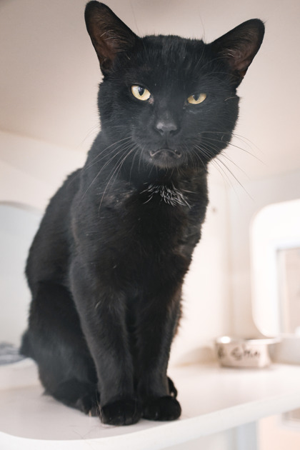 photo of Onyx