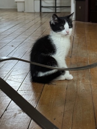 photo of Oreo