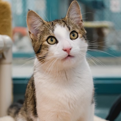 photo of Figaro