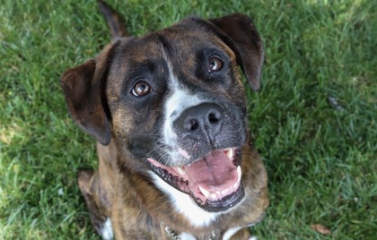 photo of Loki