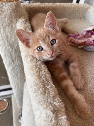 photo of Simba
