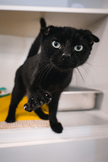photo of Ripley