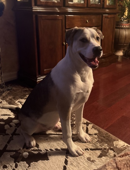 photo of Orville