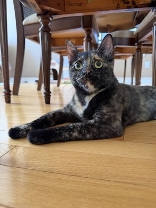 photo of Plum