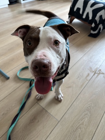 photo of Dumpling