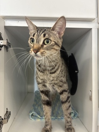 photo of June Bug