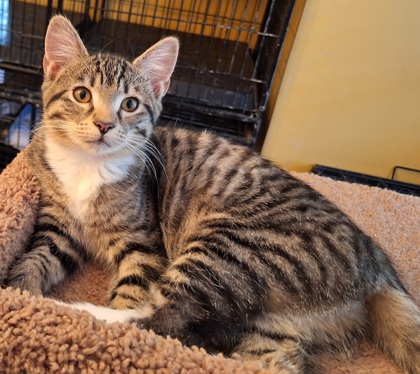 Mittens photo