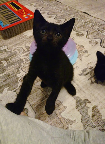 Tutti (TF2 Litter) photo