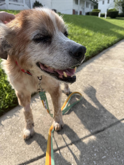 Gumbo photo