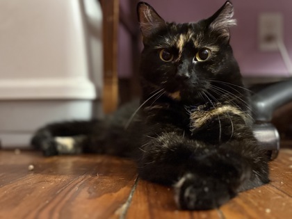 Penelope (Thomas Too Litter) photo