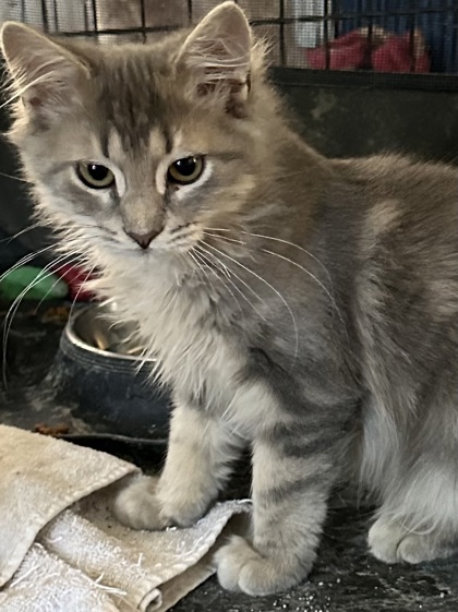Biscuit (The BeeGees Litter) photo