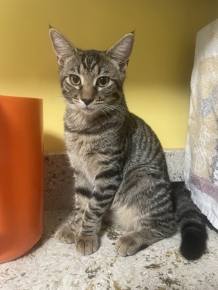 Michelle (Mommas and the Poppas Litter) photo