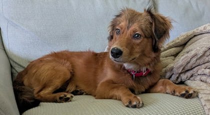 Copper_La photo