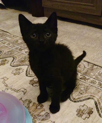 Fruiti (TF2 Litter) photo