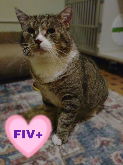 Vito (FIV+) photo