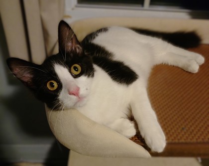 Troli (Lizzie3 Litter) photo