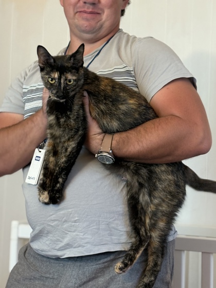 Miette (Francophone Litter) photo