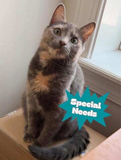 Betty (Riverdale Litter) photo