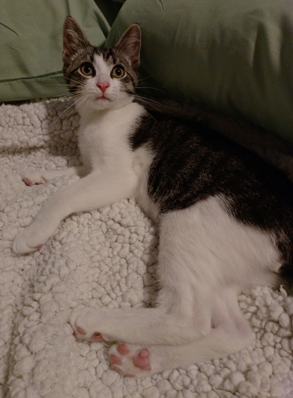 Heath (PG5 Litter) photo