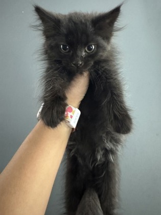 Zev (DCC2 Litter) photo