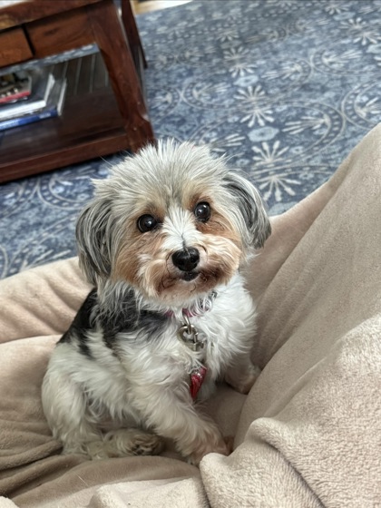 Zoey photo