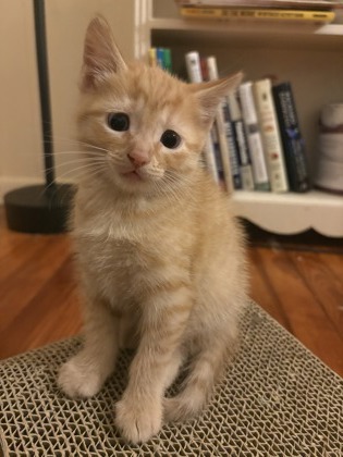 Pierre(Francophone Litter) photo
