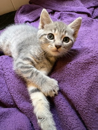 Delphine (Francophone Litter) photo