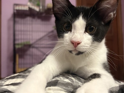 Angus (bonded with Daisy; The Cow Herd Litter) photo