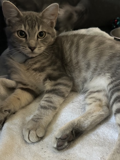 Gravy (The BeeGees Litter) photo
