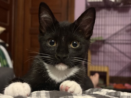 Daisy (bonded with Angus; The Cow Herd Litter) photo