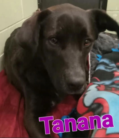 Tanana