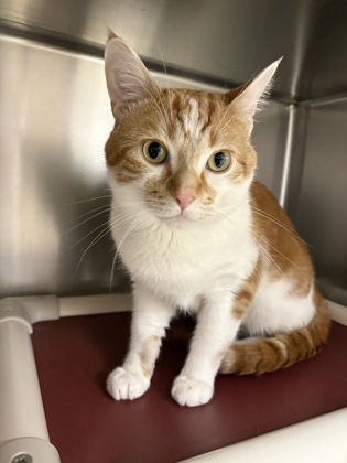Canelo