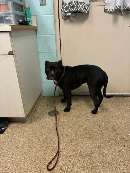 Brody 79% (Out of County)