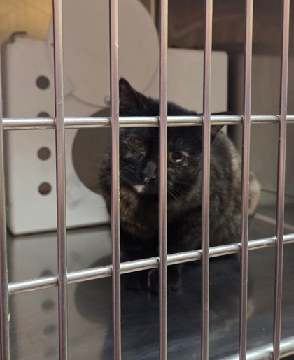 Desdemona (Barn Cat)