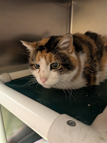 Wiggles (Special Needs)