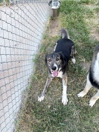 Diva(Bonded with Daemon)