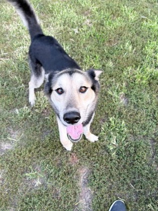 Daemon(Special Needs, Bonded with Diva )